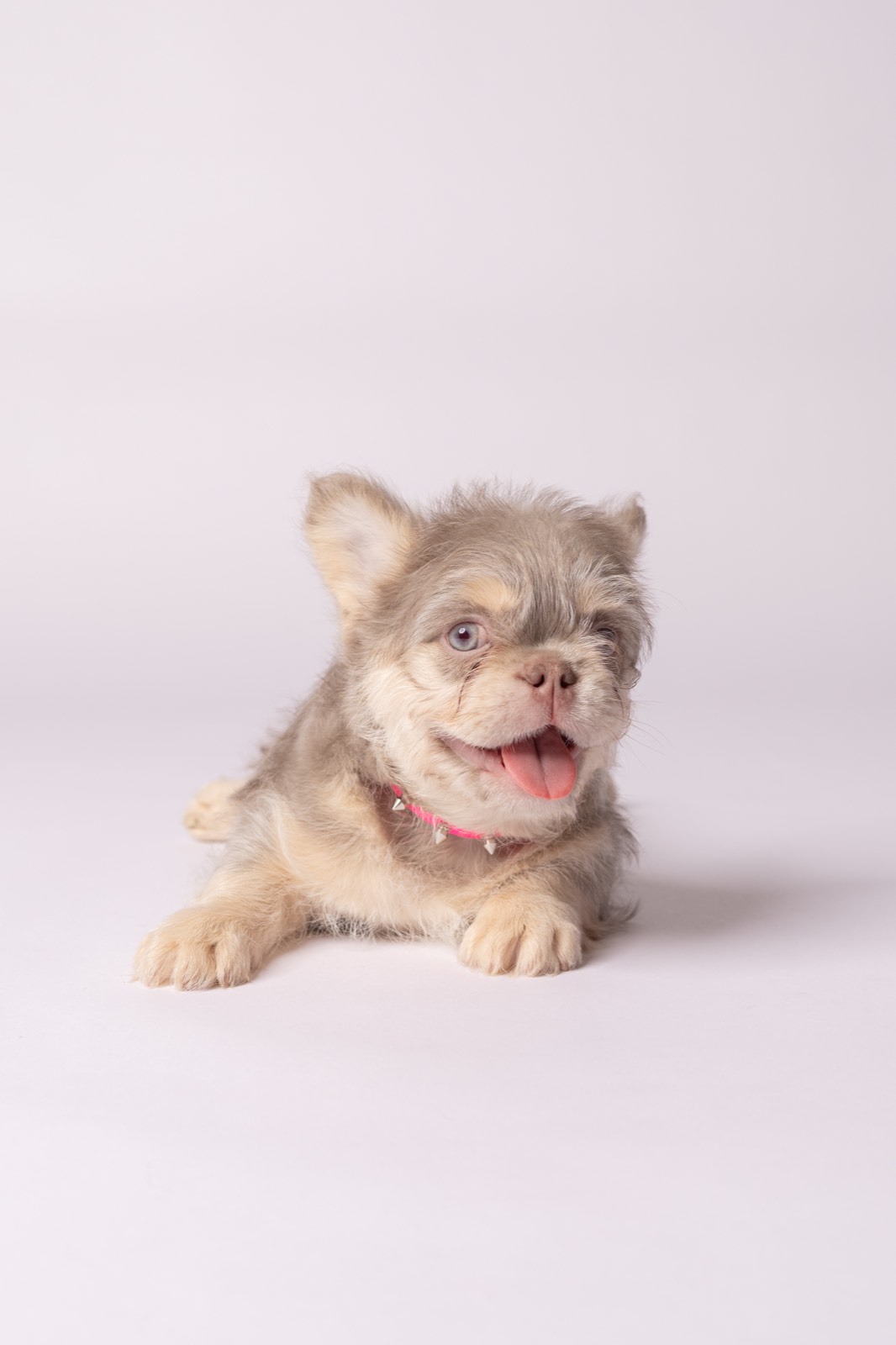 Amelie - fawn and silver long coat French Bulldog puppy for sale