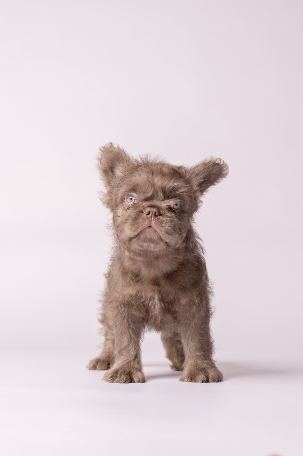 Bijou - lilac long coat French Bulldog puppy for sale