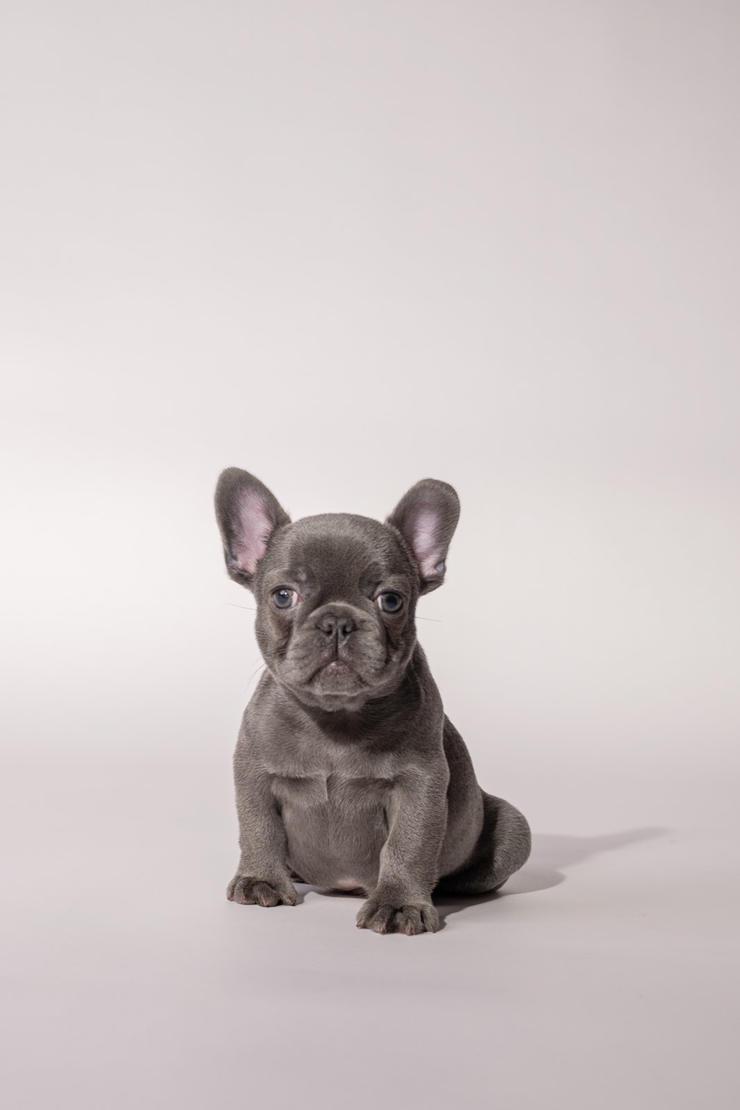 Leon - solid blue French Bulldog puppy for sale