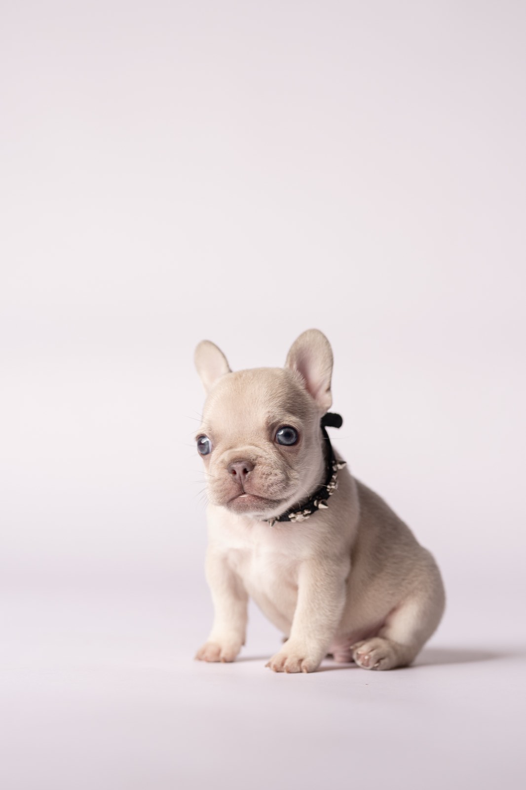 Remy - platinum French Bulldog puppy with blue eyes for sale